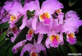 Orquideas 1