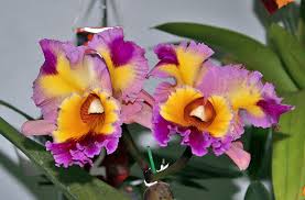 Orquideas 4