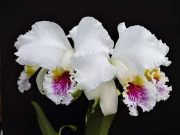 Orquideas 5