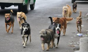 Perros-Callejeros