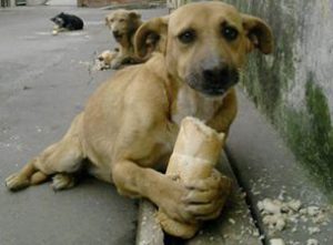 Perros-Callejeros1