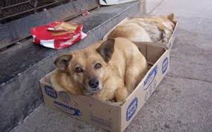 Perros-Callejeros2
