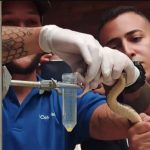Conversaciones sobre las mordeduras de serpientes y sus implicaciones en la salud