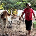 Por más de tres décadas el Archivo Audiovisual de Venezuela ha resguardado material sobre “Cantos de ordeño” del llano